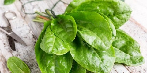 Kako preraditi kiseljak od zelenih buba